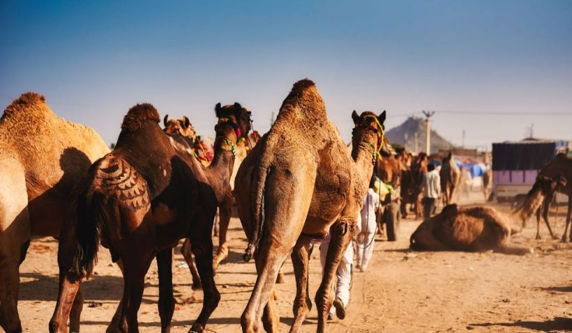 Pushkar camel fair tour1.JPG