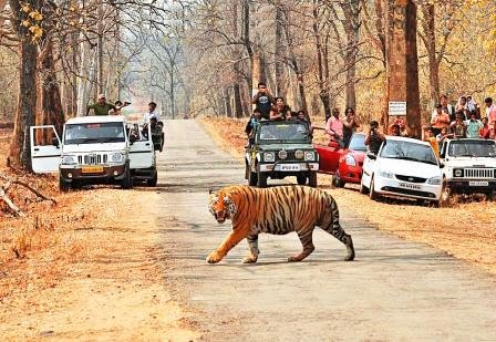 Melghat Tiger Reserve amravati maharashtra