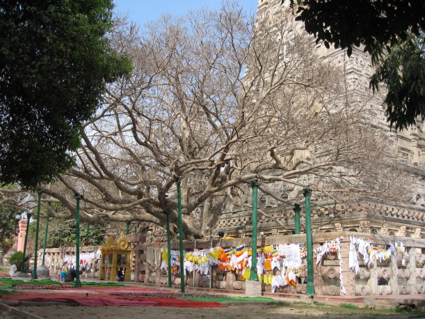 Mahabodhi Tree, Bodhgaya