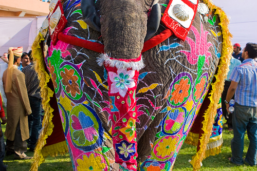 elephantfestival1-jaipur
